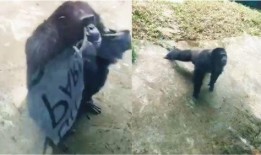 爆料踩踏动物视频大全最新,最新爆料踩踏动物视频大全引发社会关注