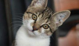 娱乐吃瓜小猫咪小说,小猫咪的娱乐圈冒险之旅