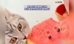 娱乐吃瓜猫原声