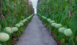 网红吃瓜群靠什么盈利了