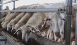 三只羊最新爆料消息,揭秘娱乐圈最新动态