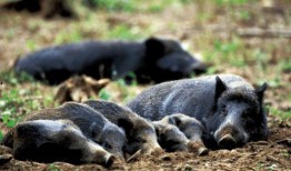达州野猪爆料事件视频,揭秘神秘事件真相
