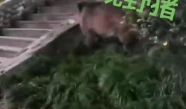 达州野猪爆料事件视频,揭秘神秘事件真相