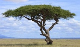 大树爆料张小狮视频大全,张小狮视频大全精彩瞬间大揭秘