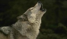 狼在线 高清在线观看,高清盛宴，尽享视觉盛宴之旅