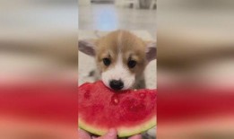 小狗吃小瓜视频大全免费,免费观看小狗吃小瓜视频大全