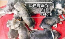 小狗吃小瓜视频大全免费,免费观看小狗吃小瓜视频大全