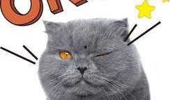 娱乐吃瓜猫原声