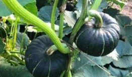 网红吃瓜的视频,揭秘娱乐圈幕后真相