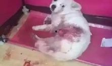 狗子的最新爆料图片,最新图片揭秘娱乐圈幕后风云