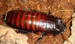 娱乐吃瓜酱大蟑螂,揭秘娱乐圈那些不为人知的幕后故事