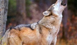 狼在线 高清在线观看,高清盛宴，尽享视觉盛宴之旅